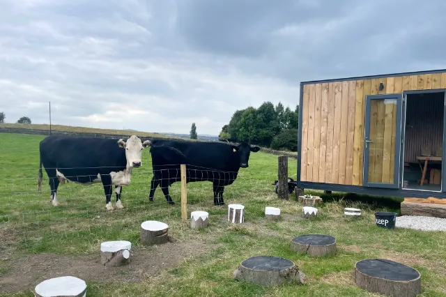 Cows by the cabin